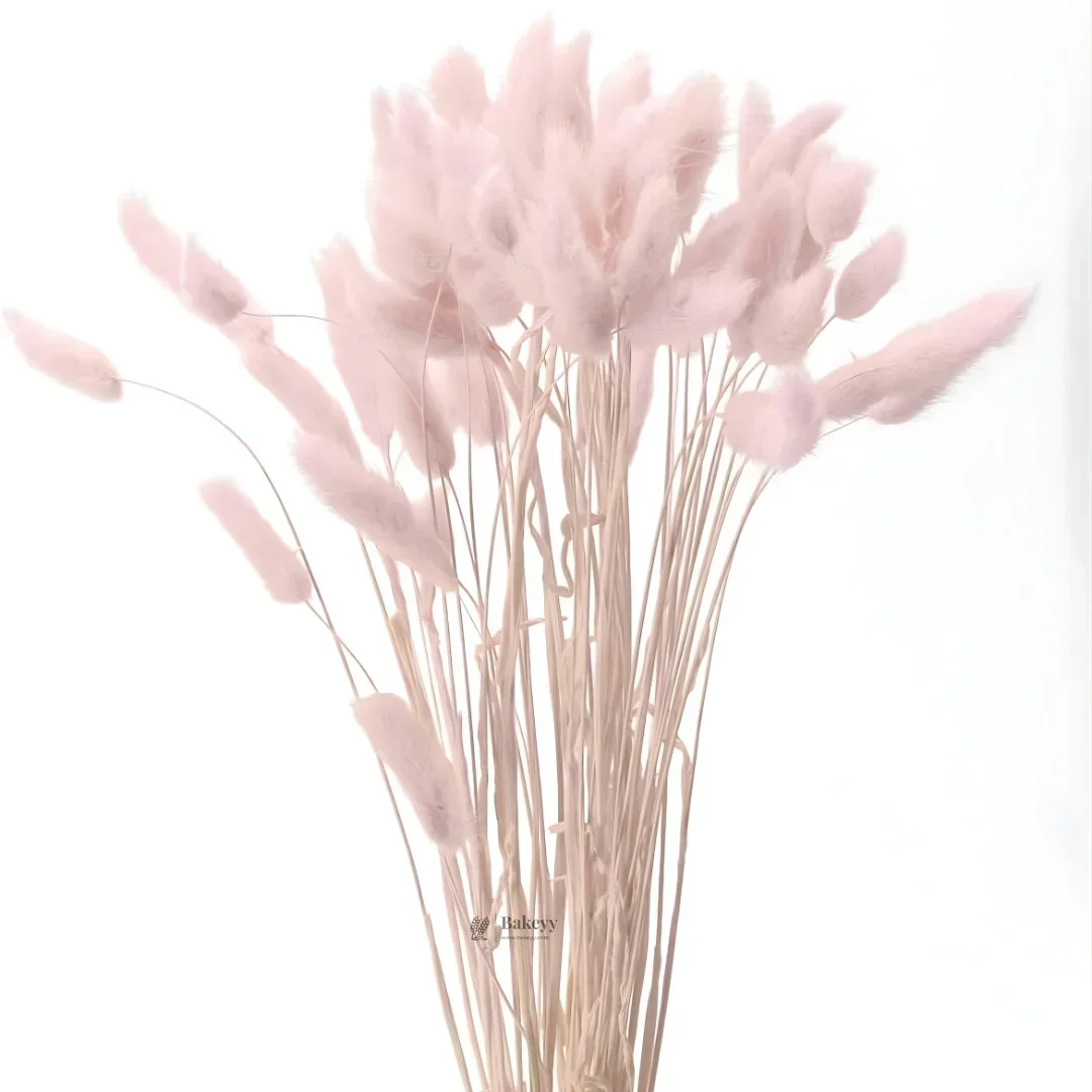 Dried Bunny Tail Grass Stems | Decorative Pampas Style Flowers | Long Stem | Multiple Color Options | 1 Bunch | 30-40 Bunny Tails per Bunch - Image 11