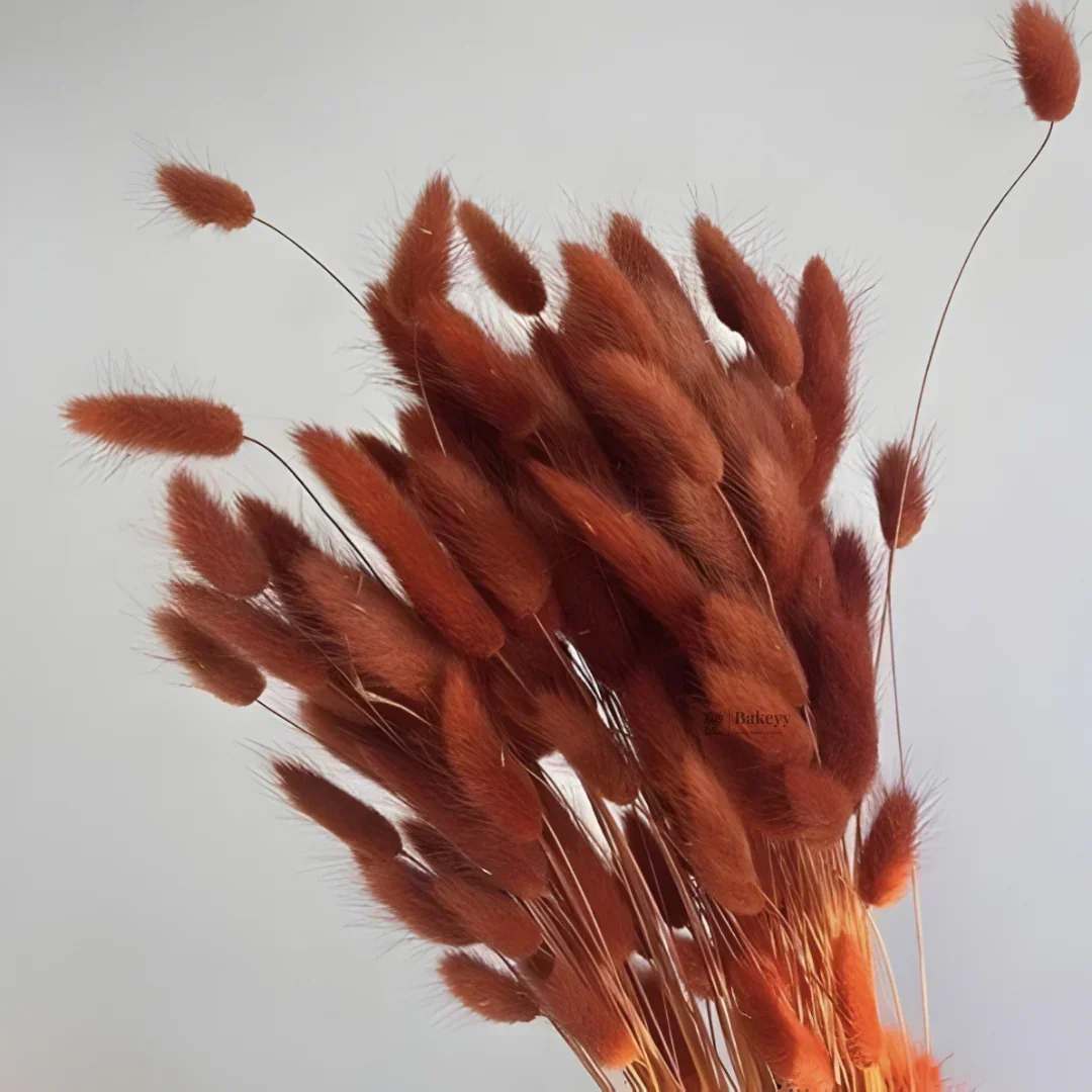 Dried Bunny Tail Grass Stems | Decorative Pampas Style Flowers | Long Stem | Multiple Color Options | 1 Bunch | 30-40 Bunny Tails per Bunch - Image 17
