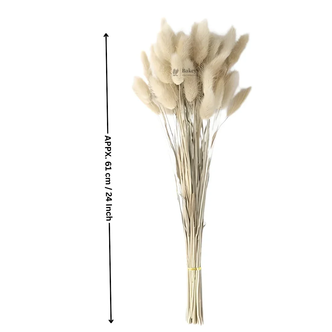 Dried Bunny Tail Grass Stems | Decorative Pampas Style Flowers | Long Stem | Multiple Color Options | 1 Bunch | 30-40 Bunny Tails per Bunch - Image 2